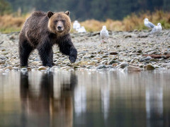 Brown bear in Great Bear Rainforest, Canada.