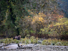 Brown bear in Great Bear Rainforest, Canada.