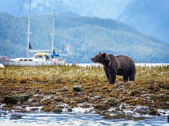 Brown bear in Great Bear Rainforest, Canada.