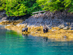 Brown bear in Great Bear Rainforest, Canada
