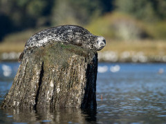 Harbour seal in Great Bear Rainforest, Canada.