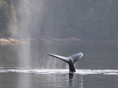 Humpback whale in Great Bear Rainforest, Canada.