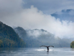 Humpback whale in Great Bear Rainforest, Canada.