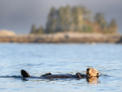 Sea otter in Great Bear Rainforest, Canada.