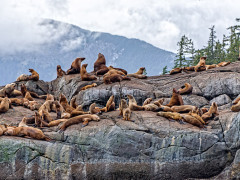 Sealion in Great Bear Rainforest, Canada.