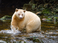 Spirit bear in Great Bear Rainforest, Canada.
