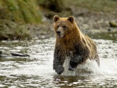 Grizzly bear in British Columbia, Canada
