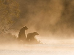 Grizzly bear in British Columbia, Canada