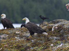 American bald eagle in Haida Gwaii, Canada
