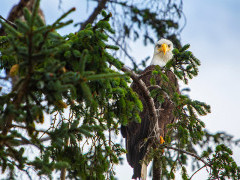 American bald eagle in Haida Gwaii, Canada