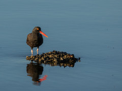 Black oystercatcher in Haida Gwaii, Canada