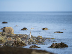 Great blue heron in Haida Gwaii, Canada