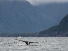 Humpback whale tail in Haida Gwaii, Canada