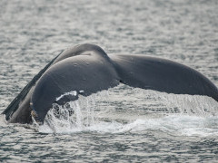 Humpback whale tail in Haida Gwaii, Canada