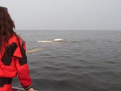 Beluga whale in Hudson Bay, Canada.