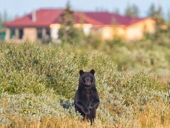 Brown bear in Hudson Bay, Canada.