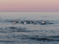 Beluga whale in Hudson Bay, Canada.