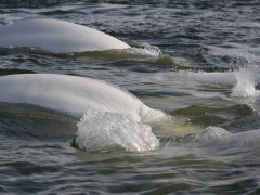 Beluga whale in Hudson Bay, Canada.