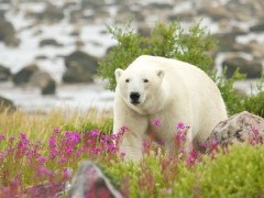 Polar bear in Hudson Bay, Canada