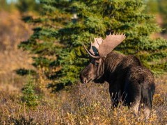 Moose in Hudson Bay, Canada.