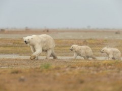 Polar bear and cubs in Hudson Bay, Canada.