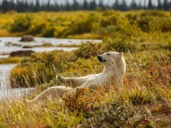 Polar bear in Hudson Bay, Canada.