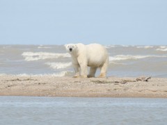 Polar bear in Hudson Bay, Canada.