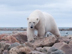 Polar bear in Hudson Bay, Canada.