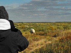Polar bear in Hudson Bay, Canada.