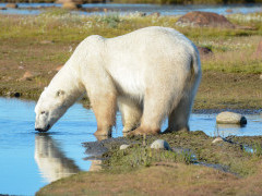 Polar bear in Canada