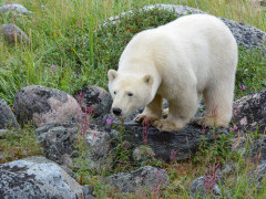 Polar bear in Canada