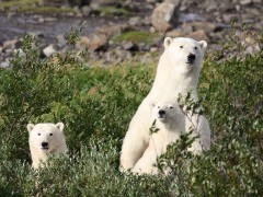 Polar bear in Hudson Bay, Canada.