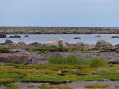 Polar bear in Hudson Bay, Canada.