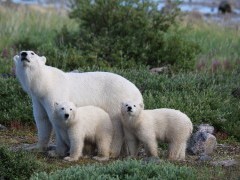 Polar bear in Hudson Bay, Canada