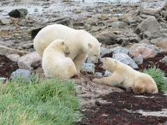 Polar bear in Canada