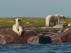Polar bear in Hudson Bay, Canada.