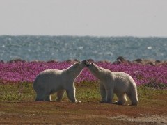 Polar bear in Hudson Bay, Canada.