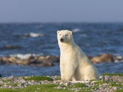 Polar bear in Hudson Bay, Canada.