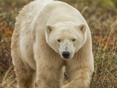 Polar bear in Hudson Bay, Canada.