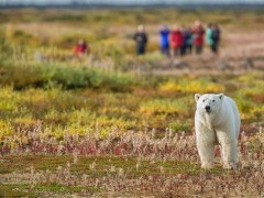 Polar bear in Hudson Bay, Canada.