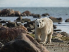 Polar bear in Hudson Bay, Canada.