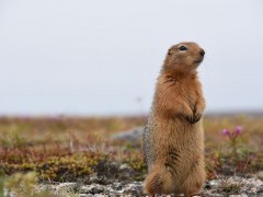 Sik sik in Hudson Bay, Canada.