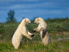 Polar bear in Hudson Bay, Canada.