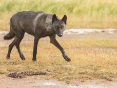 Wolf in Hudson Bay, Canada.