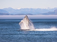 Humpback whale breaching near Vancouver Island, Canada.