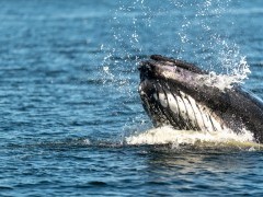 Humpback whale off the coast of Newfoundland, Canada
