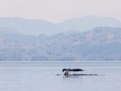 Humpback whale tail in Johnstone Strait near Vancouver Island, Canada