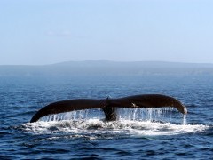 Humpback whale tail off the coast of Newfoundland, Canada