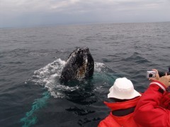 Whale watching for humpback whales off the coast of Newfoundland, Canada.