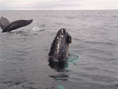 Whale watching for humpback whales off the coast of Newfoundland, Canada.